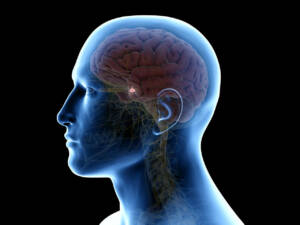 3d,Rendered,Medically,Accurate,Illustration,Of,The,Pituitary,Gland